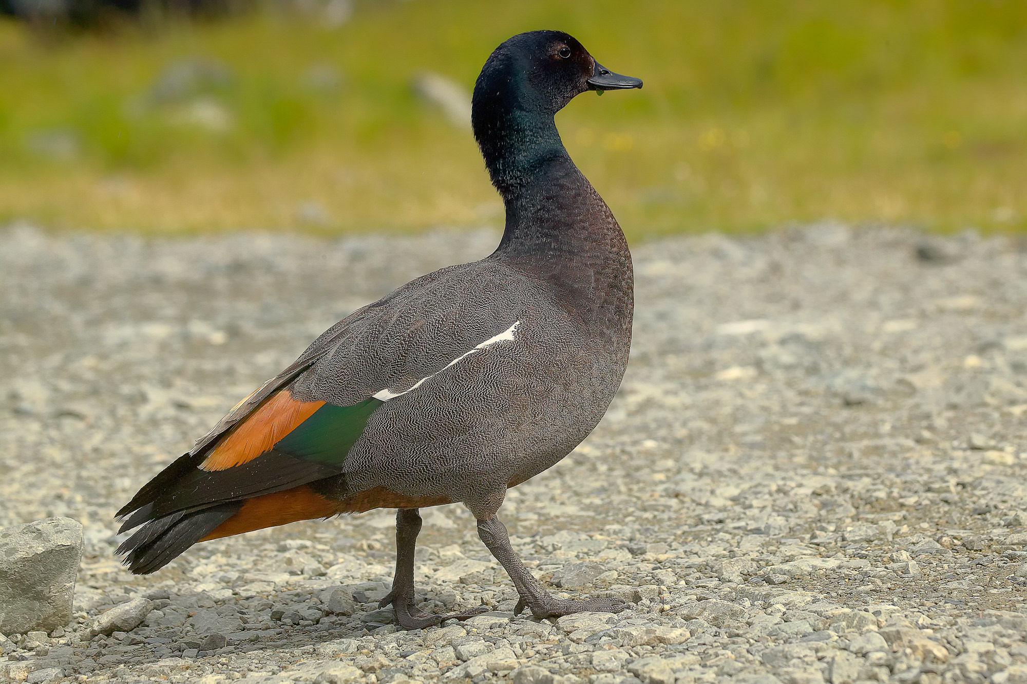 Schellente (Hahn), Neuseeland